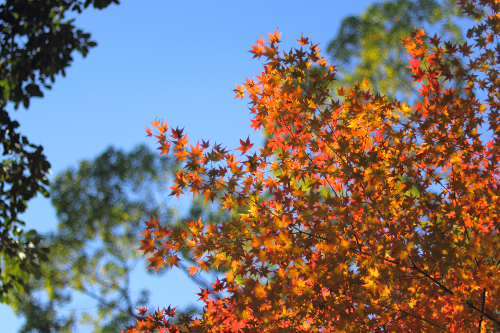 今日の紅葉3_14/11/22