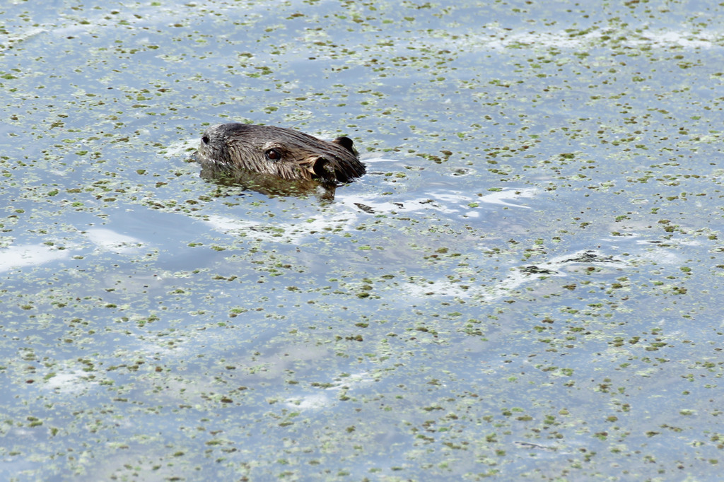 ヌートリア出現！！