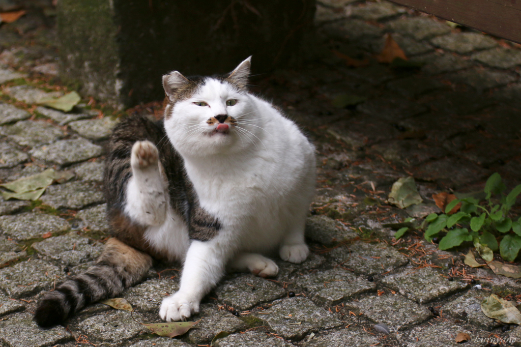 ちょびヒゲ猫ちゃん