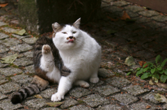 ちょびヒゲ猫ちゃん