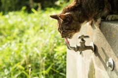 野良猫？の水分補給