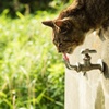 野良猫？の水分補給