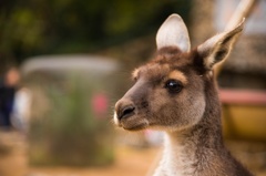 カンガルー