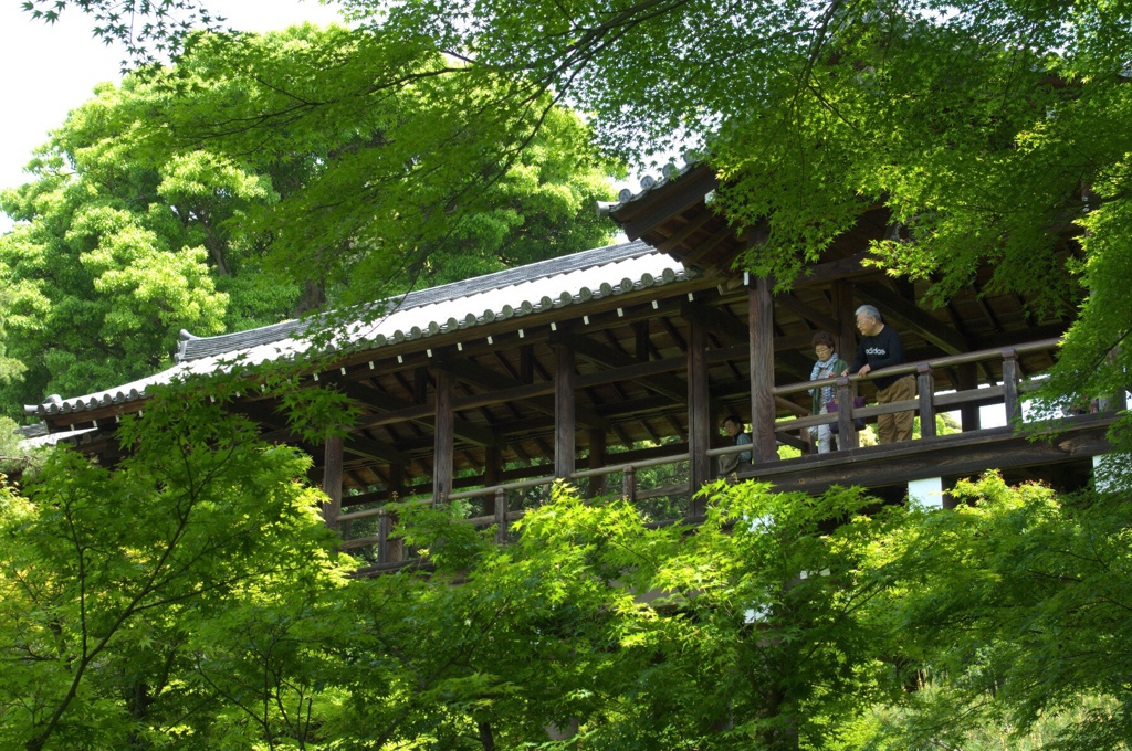 新緑の中で