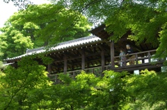 新緑の中で