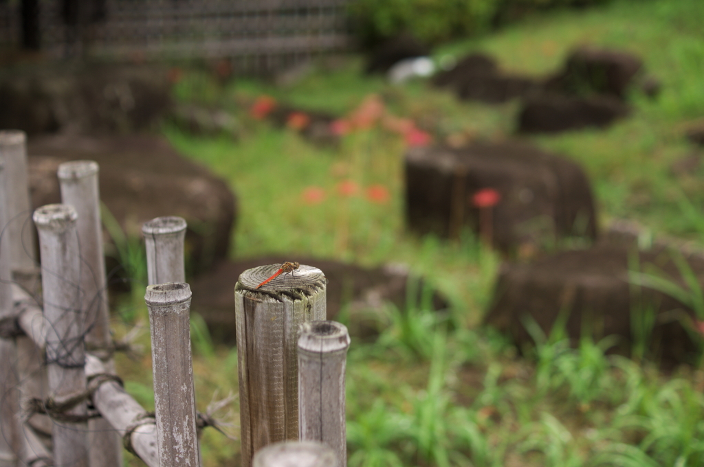 都市農業公園