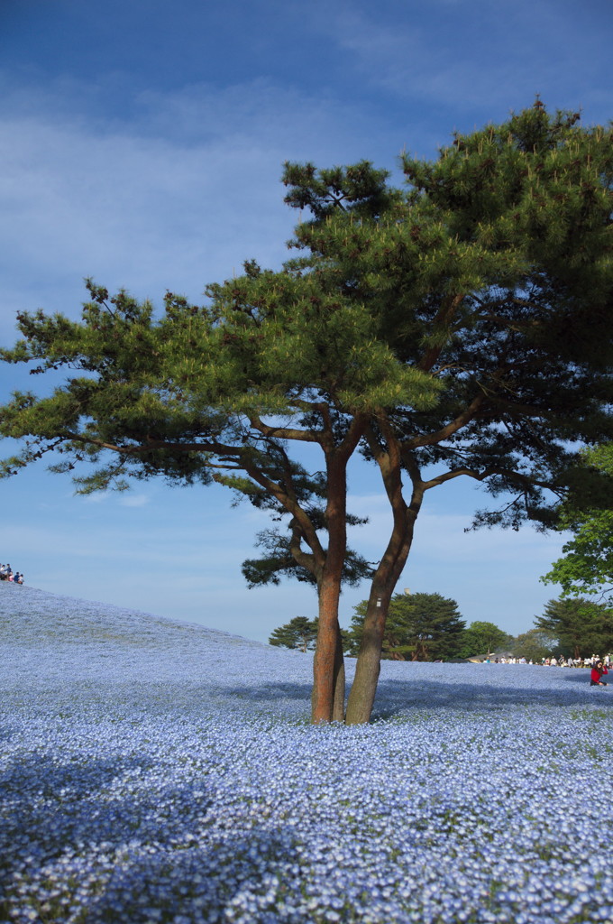 ひたち海浜公園　みはらしの丘1