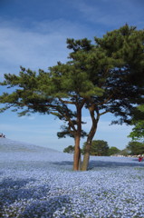 ひたち海浜公園　みはらしの丘1