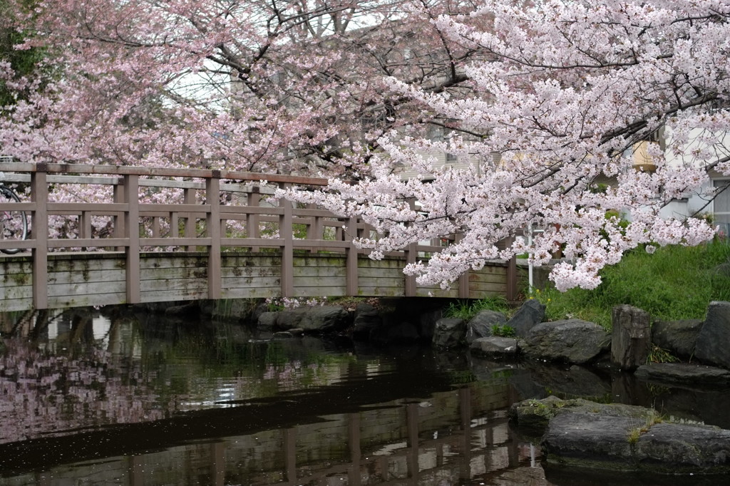 桜