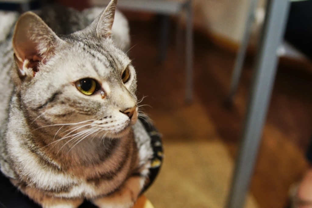 猫カフェ