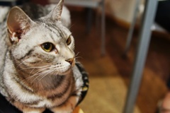 猫カフェ