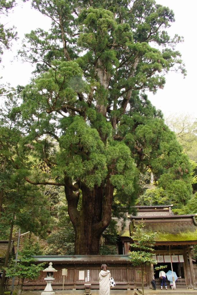 若狭の大木