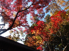 本土寺　紅葉