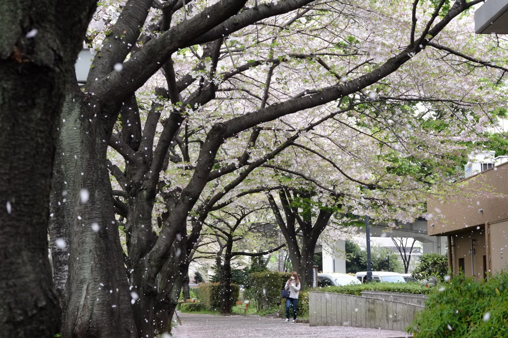 桜吹雪