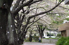 桜吹雪