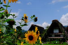 白川郷