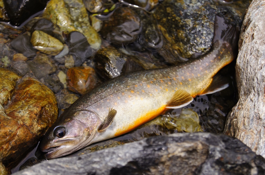 野呂川の岩魚