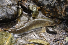 野呂川の岩魚その2