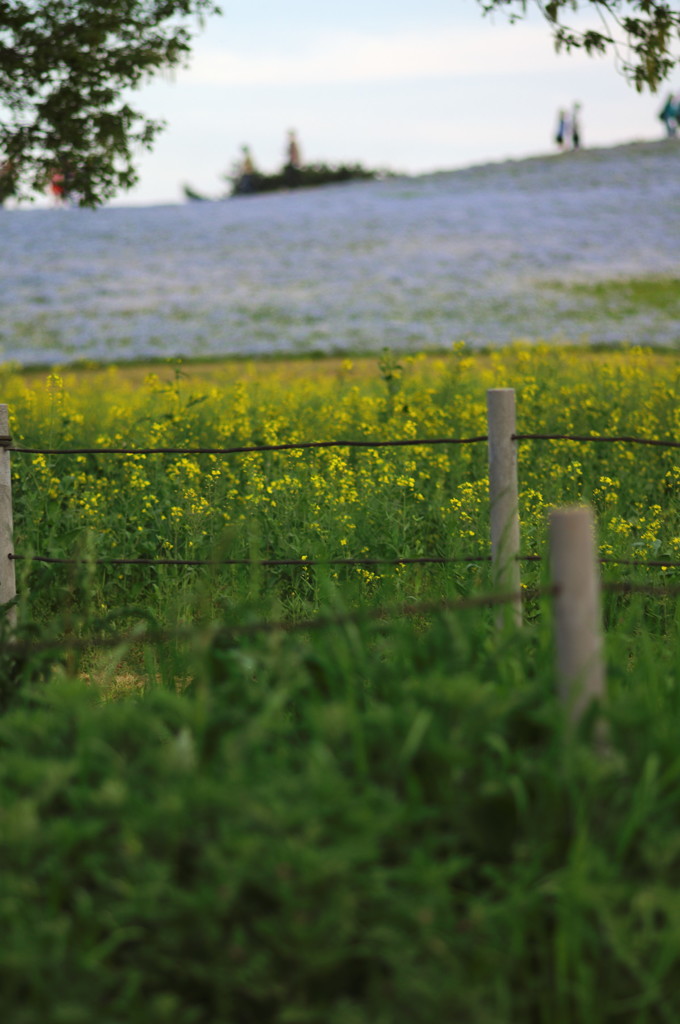 ひたち海浜公園　みはらしの丘6