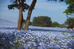 ひたち海浜公園　みはらしの丘2