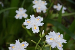 上野公園にて