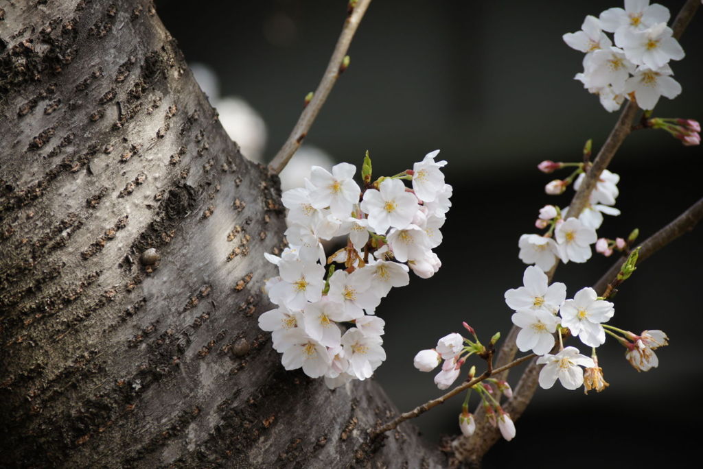 桜
