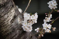 桜
