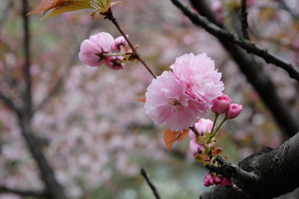 八重紫桜