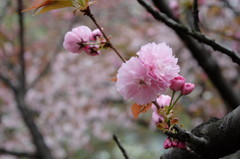八重紫桜