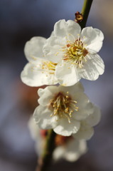 梅2