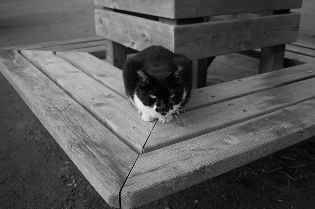CAT IN THE PARK