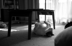 Cat under the table