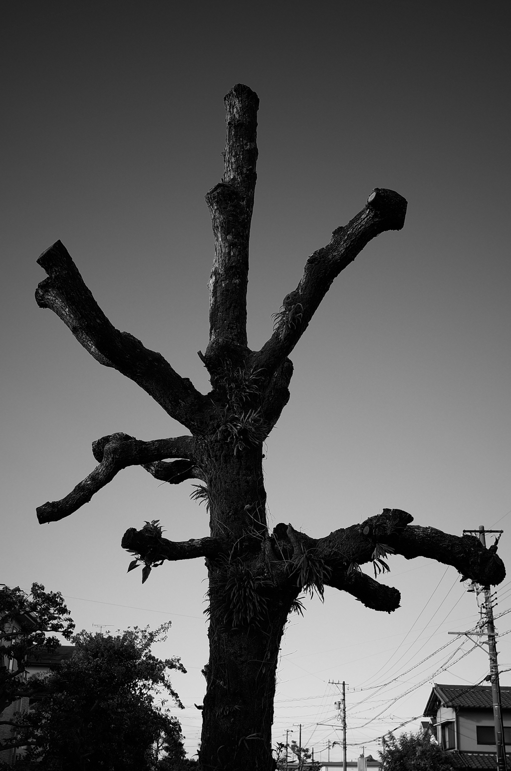 TREE IN THE NEIGHBOR