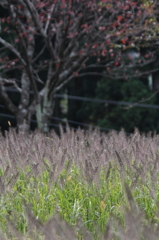 散策途中の風景