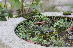 水たまりにも、秋の色