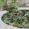 水たまりにも、秋の色