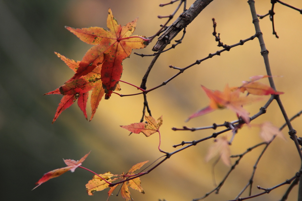 紅葉