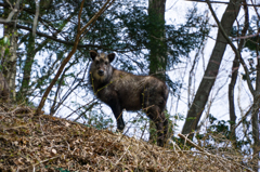 見つめるカモシカ君