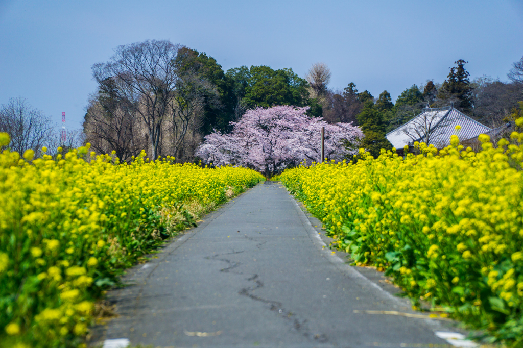 菜の花ロードと名もないサクラ