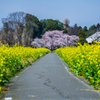 菜の花ロードと名もないサクラ