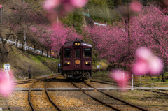 花桃　満開！