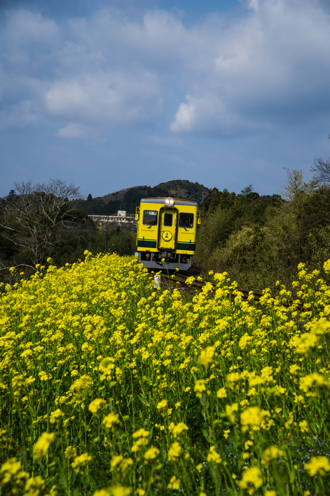 空と列車と菜の花と