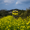 空と列車と菜の花と