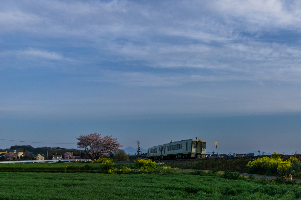 桜のある踏切