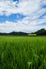 空と列車と緑の穂と