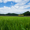 空と列車と緑の穂と