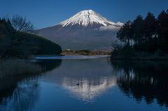 晩秋の富士山を望む（田貫湖から）