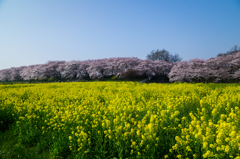 満開！　権現堂桜堤