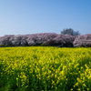 満開！　権現堂桜堤