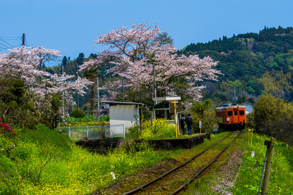 いすみ鉄道の春　2017